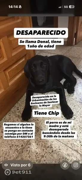 Perro perdido, Calle Autillo, 1, Camas — labrador negro de 1 año - photo