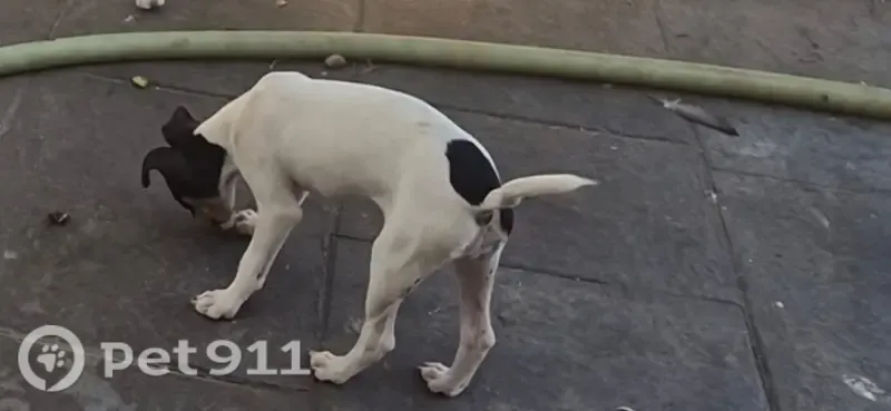 Perro perdido, Ventorrillo Vazquez, 29130, Málaga, España, Alhaurin el Grande — bodeguera hembra de 3 meses - photo
