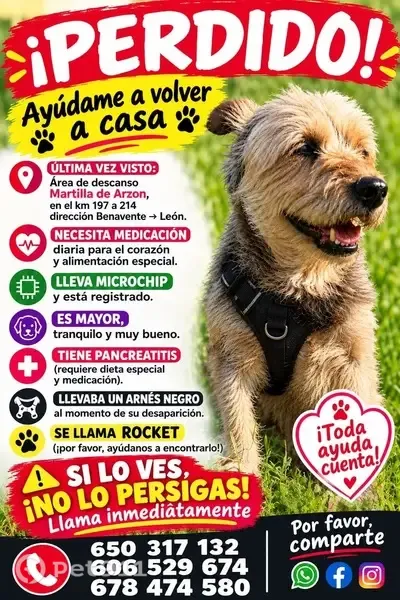 Perro perdido en el área de descanso de Matilla de Arzón, Castilla y León, Leon — Yorkshire grande y mayor - photo