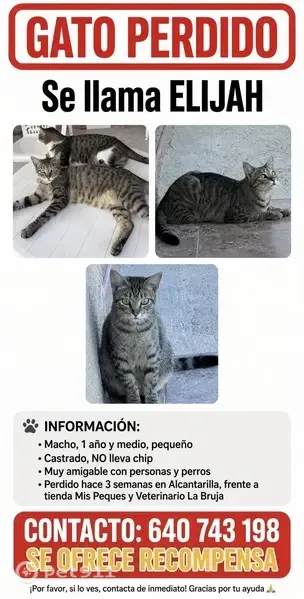 Gato perdido, Calle de Montejurra, Alcantarilla, Murcia — macho pequeño y castrado - photo