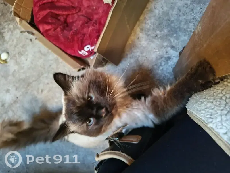 Found cat, 92VG+6V, Newport-on-Tay DD6 8RH, UK, Newport-On-Tay — friendly male Ragdoll - photo