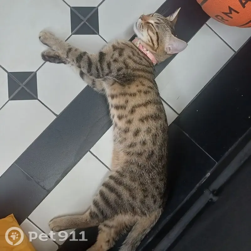 Lost cat, female, Lorong 28 Geylang, 11, Hougang — wearing a pink necklace - photo