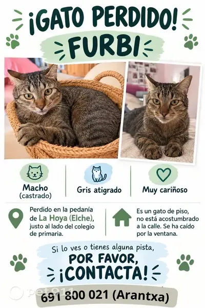 Gato perdido, Carrer los Miras, 33, La Foia, Valencia — gato de piso no acostumbrado a la calle - photo