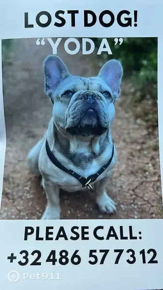 Perro perdido, Camino de la Sabatera, 66, Teulada, Calp — bulldog francés gris de ojos verdes - photo