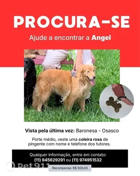 Cachorro perdido (fêmea), Rua Rosa Mirassol Baeza, São Paulo — pequena, estilo golden retriever, chamada Angel - photo