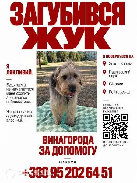Зникла собака, хлопчик, вулиця Володимира Винниченка, Київ — кудлатий, середнього розміру - photo