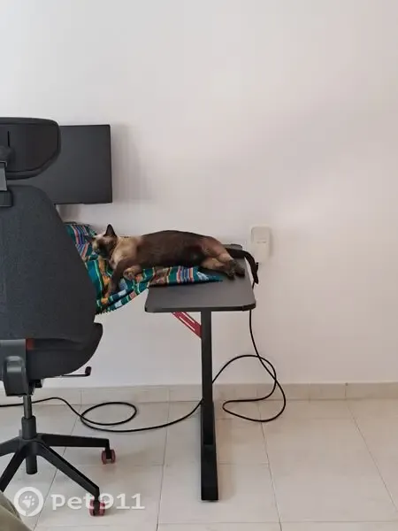 Gato perdido, Carrer de Barcelona, 13, Rubi — ojos azules y muy miedoso - photo