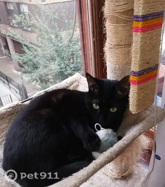 Gato perdido, hembra, Calle Ibarra Kalea, 5, San Vicente de Barakaldo, Barakaldo — asustadiza, 5 años - photo