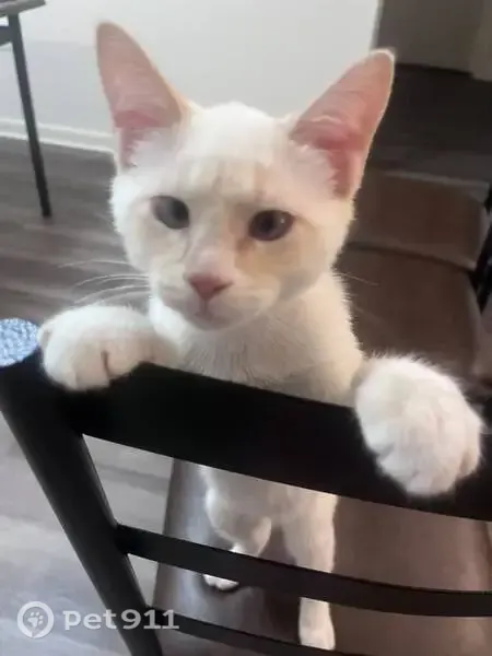 Lost cat, Paddington Court, 6409, Centreville, Baltimore — friendly white male indoor cat - photo