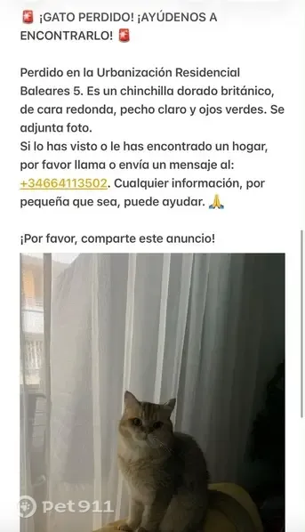 Gato perdido, Residencial Baleares, Torrevieja — chinchilla dorado británico de ojos verdes - photo