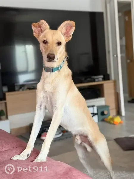 Perro perdido, Carrer Alcalá de Henares, 3, Banyeres del Penedès, El Vendrell — pelaje marrón amarillento claro - photo