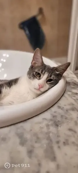 Gato perdido, Carrer Prol Gabr Fuster Mayan, 17, Palma — gris y blanco, nariz rosada - photo
