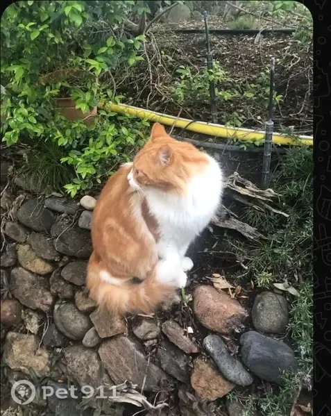 Gato perdido, Resinera Voladilla, Andalucía, Estepona — macho, 7 kg, rayas anaranjadas - photo