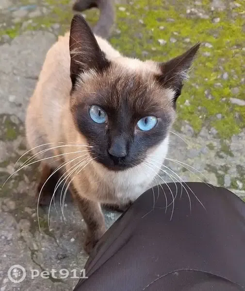 Gato perdido, Rua Canadá, 41 — fêmea com olhos azuis - photo