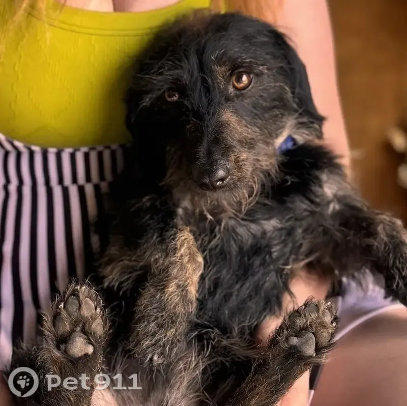 Lost male dog, Burt Street, 5810, Houston — wire-haired black dachshund - photo