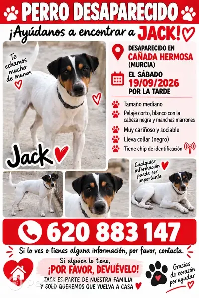 Perro perdido, Camino Campo de Abajo, 91F, Alcantarilla — muy cariñoso y sociable - photo