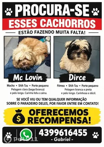 Cachorro perdido, Rua Madame Curie, 225 - photo