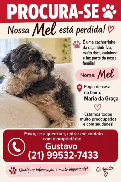 Cachorro perdido, Travessa Adriano dos Passos, Rio de Janeiro — fêmea de pequeno porte - photo