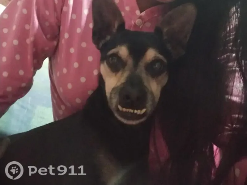 Cachorro perdido, Praia Grande, Ubatuba - SP, 11680-000, Brasil — fêmea castrada - photo