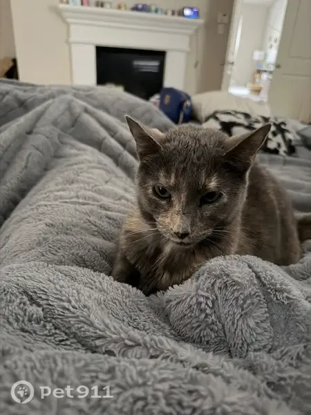 Lost cat, Lindenwood Lane, Irving, Arlington — female with a grey and orange coat - photo