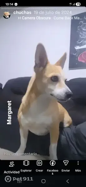 Perro perdido, Calle Montilla, Tijuana, Rancho La Gloria — hembra mix chihuahua de 9 años - photo