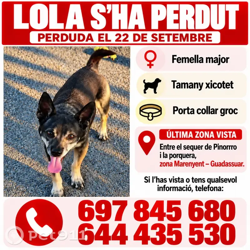 Perdido perro, Guadasuar, Comunidad Valenciana, Algemesi — hembra de tamaño pequeño - photo