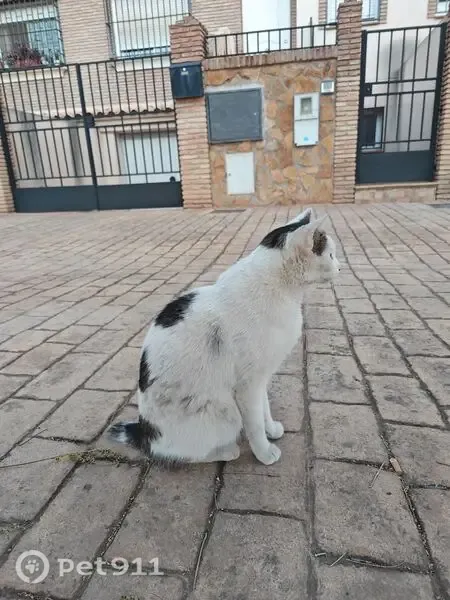 Gato encontrado, Calle Santiago de Compostela, 2, Churriana de la Vega, Granada — rabo cortado - photo