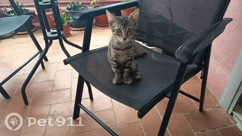 Gato perdido macho, Carrer del Dos de Maig, 42, Viladecans — atigrado, 4 meses - photo