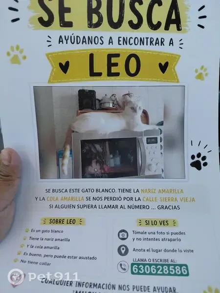 Gato perdido macho, Calle de Ciudad Real, 28, Madrid, Arganzuela — blanco y cola amarilla - photo