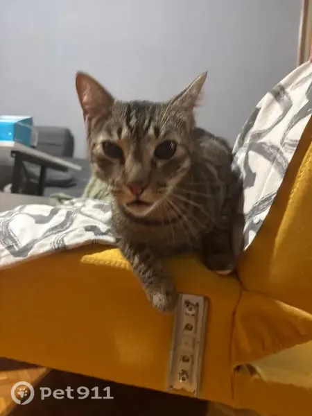 Gato perdido, Avinguda de Barcelona, Tarrasa, Terrassa - photo