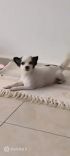 Lost dog, female, Bukit Panjang Ring Road, 435, Singapore, Hougang — small Chihuahua - photo