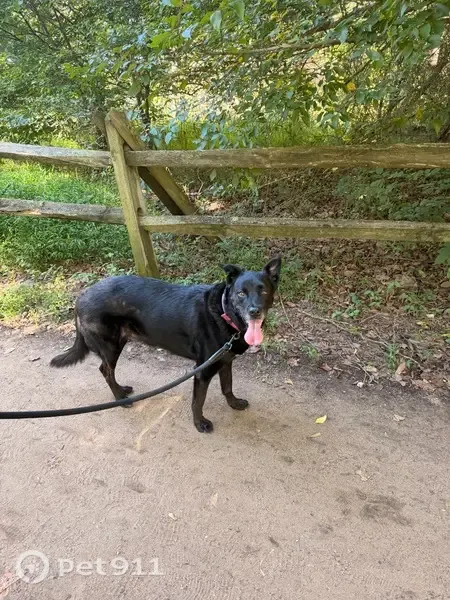 Lost Dog, Beech Down Drive, 3633, Chantilly — black with a white chest - photo
