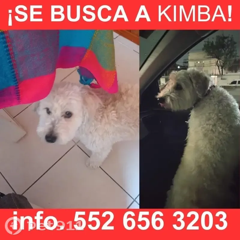 Perdido perro hembra, Avenida Granadas, 41, Ecatepec de Morelos — 4 años y muy miedosa - photo