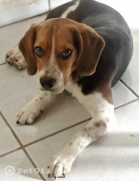Perro perdido, Vicente Guerrero, 1151, Ciudad Obregón — Beagle macho tricolor de 1 año - photo