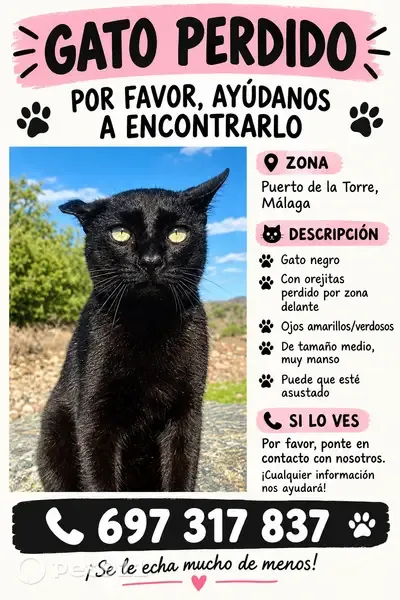 Gato perdido, Calle de Doménico Scarlatti, Malaga — oreja pequeña en un lado - photo