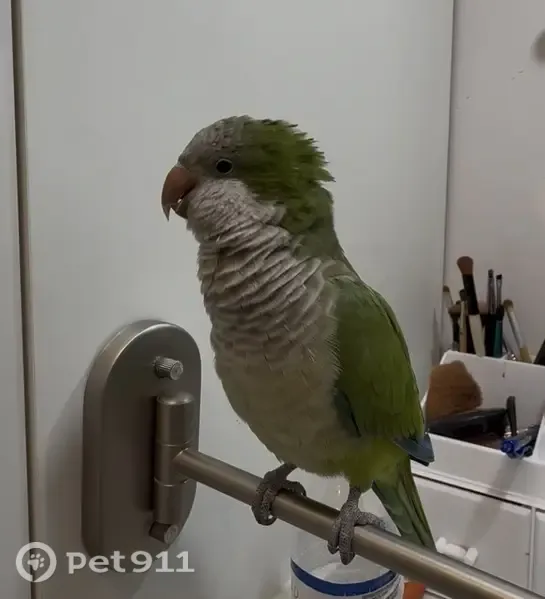 Lost female bird, Southwest 152nd Terrace, 15531, Miami — Quaker parrot cannot find food or water alone - photo