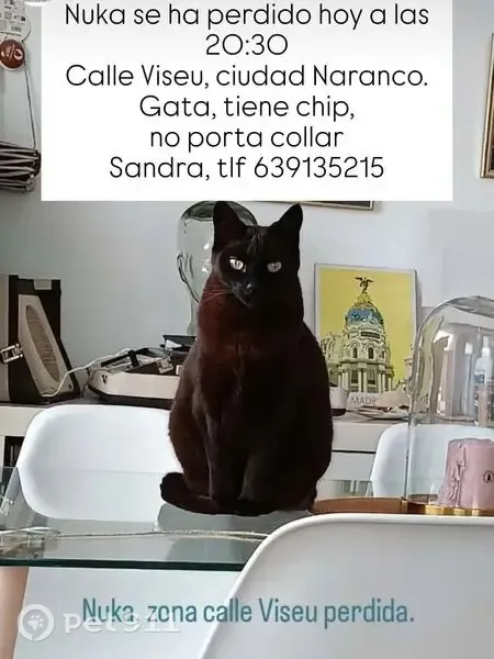 Gato perdido, Calle Viseu, 25, Oviedo, Madrid — hembra negra con ojos verdes - photo