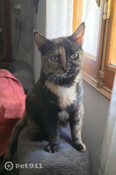 Gato perdido, 24, València, Ciudad Lineal — hembra mayor sin dientes - photo