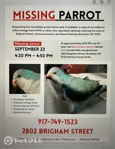 Lost bird, Brigham Street, 2802, Manhattan — male, blue and grey - photo