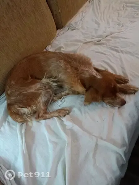 Perro encontrado, Avenida de Sevilla, Los Palacios y Villafranca, Sevilla — hembra Bretón, muy sociable - photo