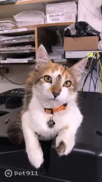 Gato perdido, Rua Rangel Pestana, 1027 — fêmea tricolor, bem peluda - photo