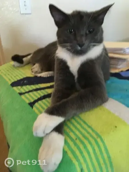 Missing cat Male, Riverside (usl547442) - photo