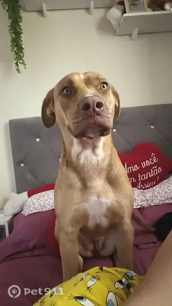 Cachorro perdido Fêmea (brl003514) - photo