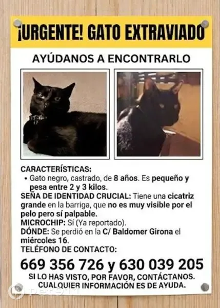 Gato perdido macho, Carrer de Baldomer Girona, 9, Barcelona, Horta — manso y muy cariñoso - photo