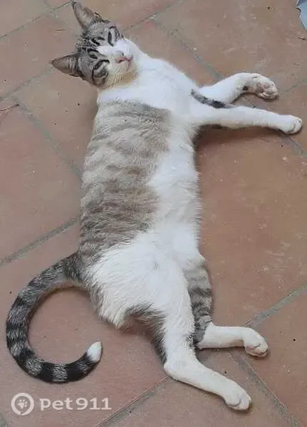 Gato perdido, Carretera Pinar de los Franceses, Chiclana de la Frontera — macho, ojos azules y pelaje blanco y gris - photo