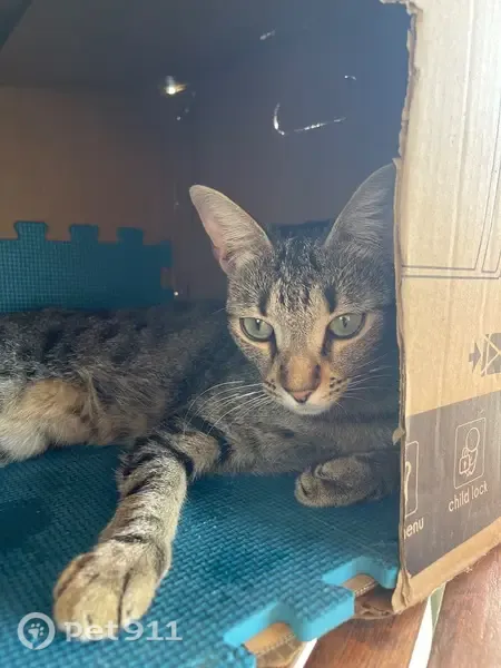 Gato encontrado, Carrer del Cànter, 22, Almassora — hembra dócil y sociable - photo