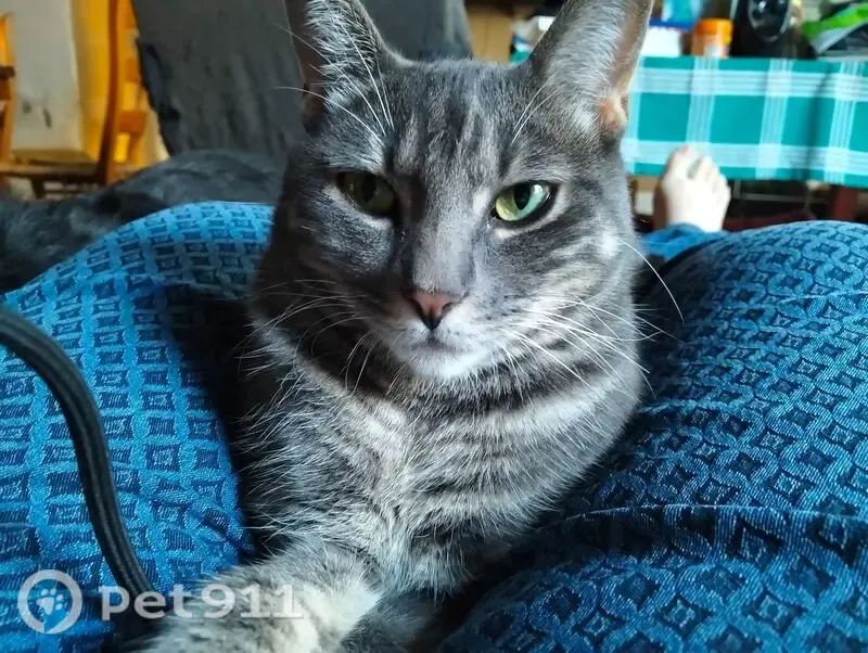 Gato perdido, Calle Doctrina, Jerez de la Frontera, Pozuelo de Alarcón — atigrado y con microchip - photo