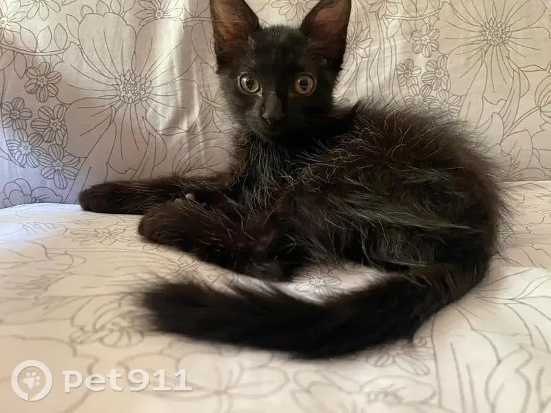 Gato perdido, Calle la Palma, 1, Andújar — hembra de 3 meses - photo