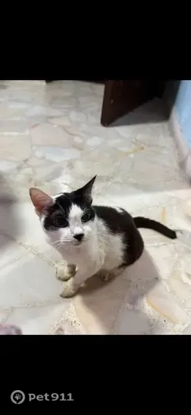 Lost female cat, Saint George's Road, Hougang — small and timid - photo
