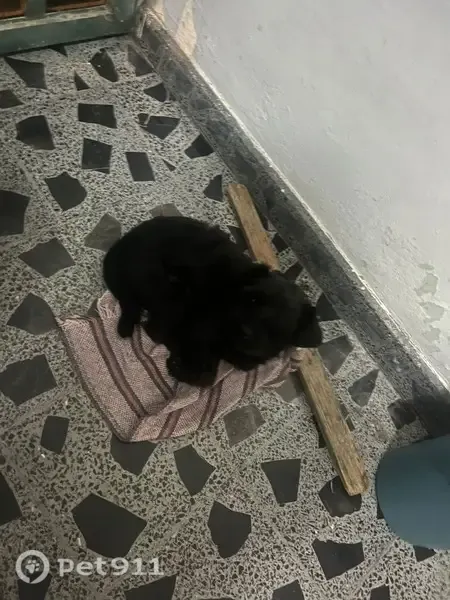 Perro perdido, hembra, Cenzontle, 154, Ecatepec de Morelos, Ojo de Agua — escapó durante un asalto - photo